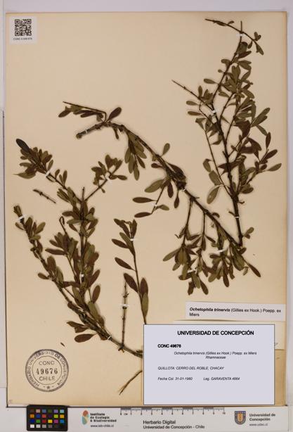 Ochetophila trinervis [Espécimen: UDEC:CONC:0049676]