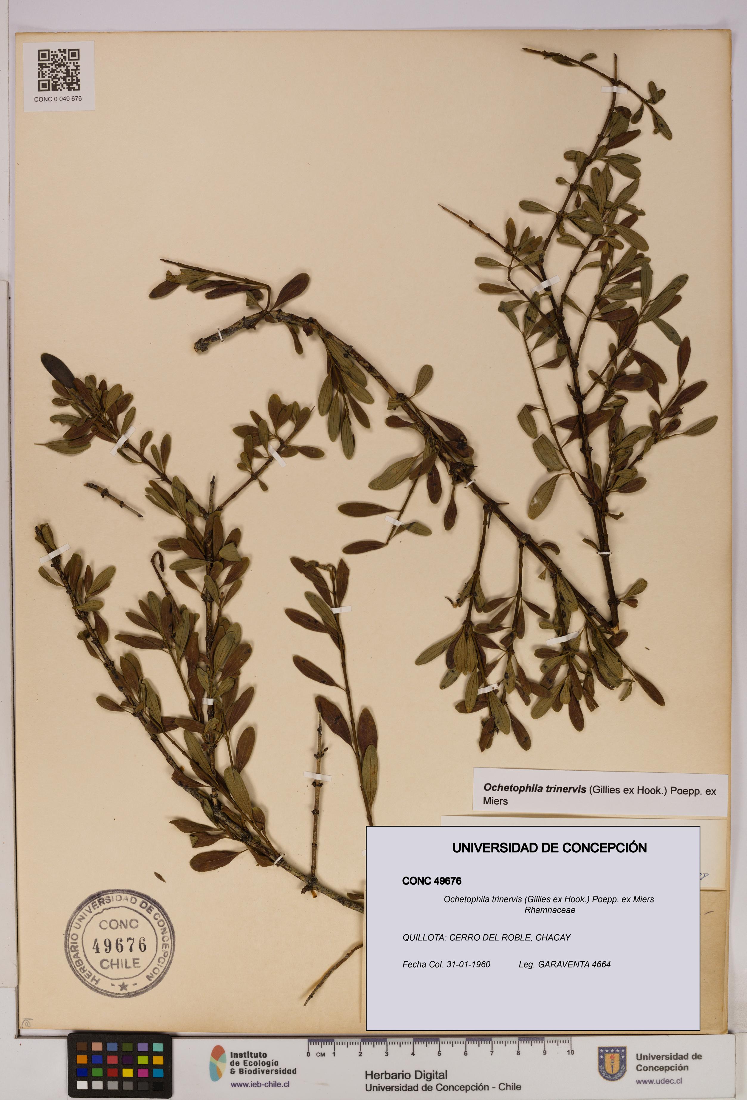 Ochetophila trinervis [Espécimen: UDEC:CONC:0049676]