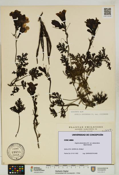 Argylia adscendens [Espécimen: UDEC:CONC:0049684]