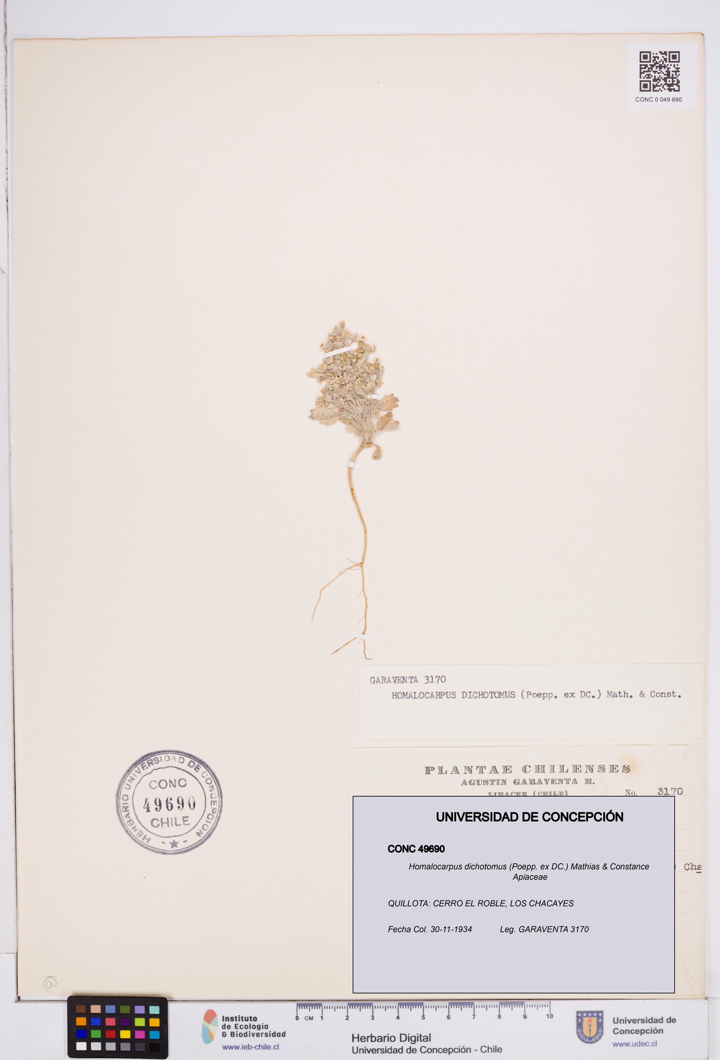 Homalocarpus dichotomus [Espécimen: ]