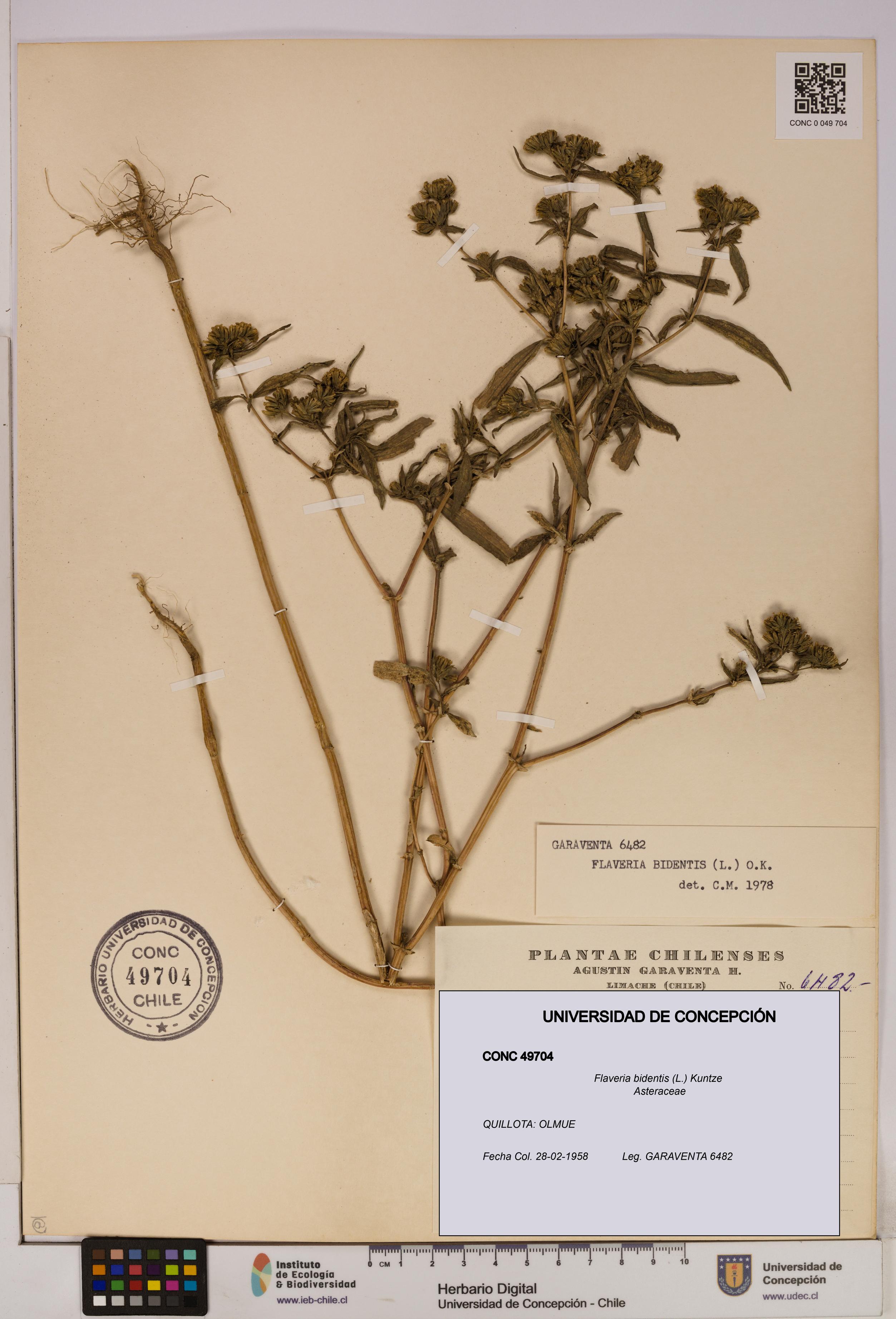 Flaveria bidentis [Espécimen: UDEC:CONC:0049704]