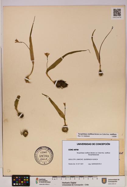 Tecophilaea violiflora fma. violiflora [Espécimen: UDEC:CONC:0049709]
