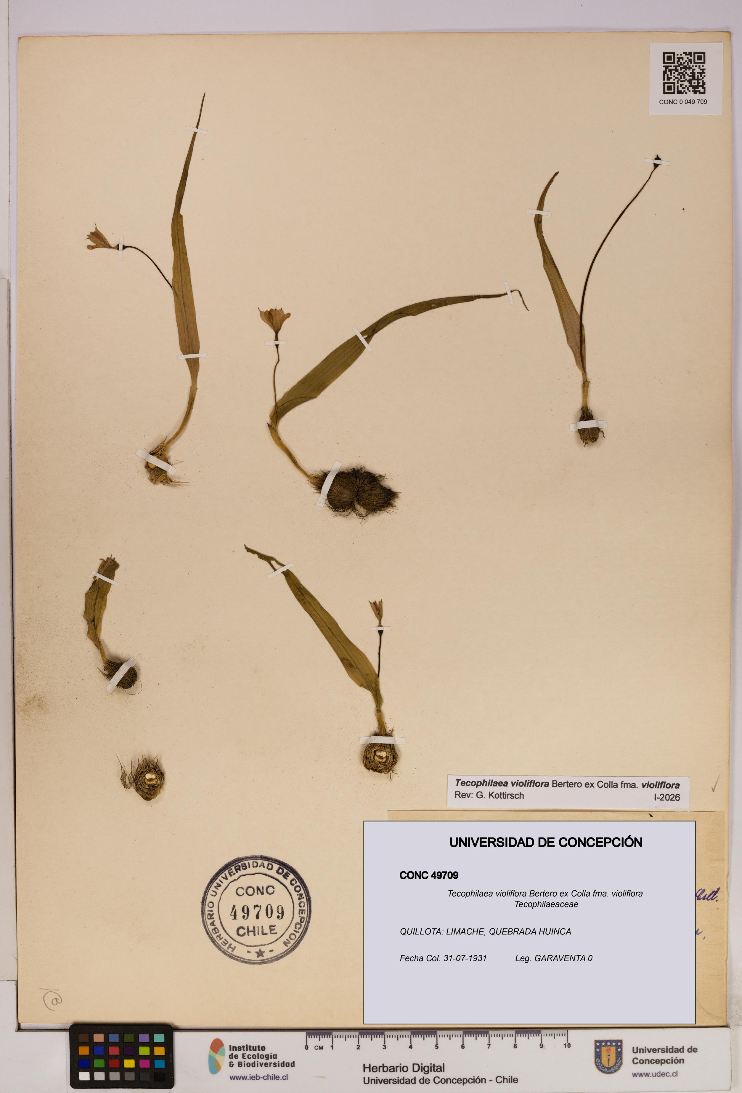 Tecophilaea violiflora fma. violiflora [Espécimen: UDEC:CONC:0049709]