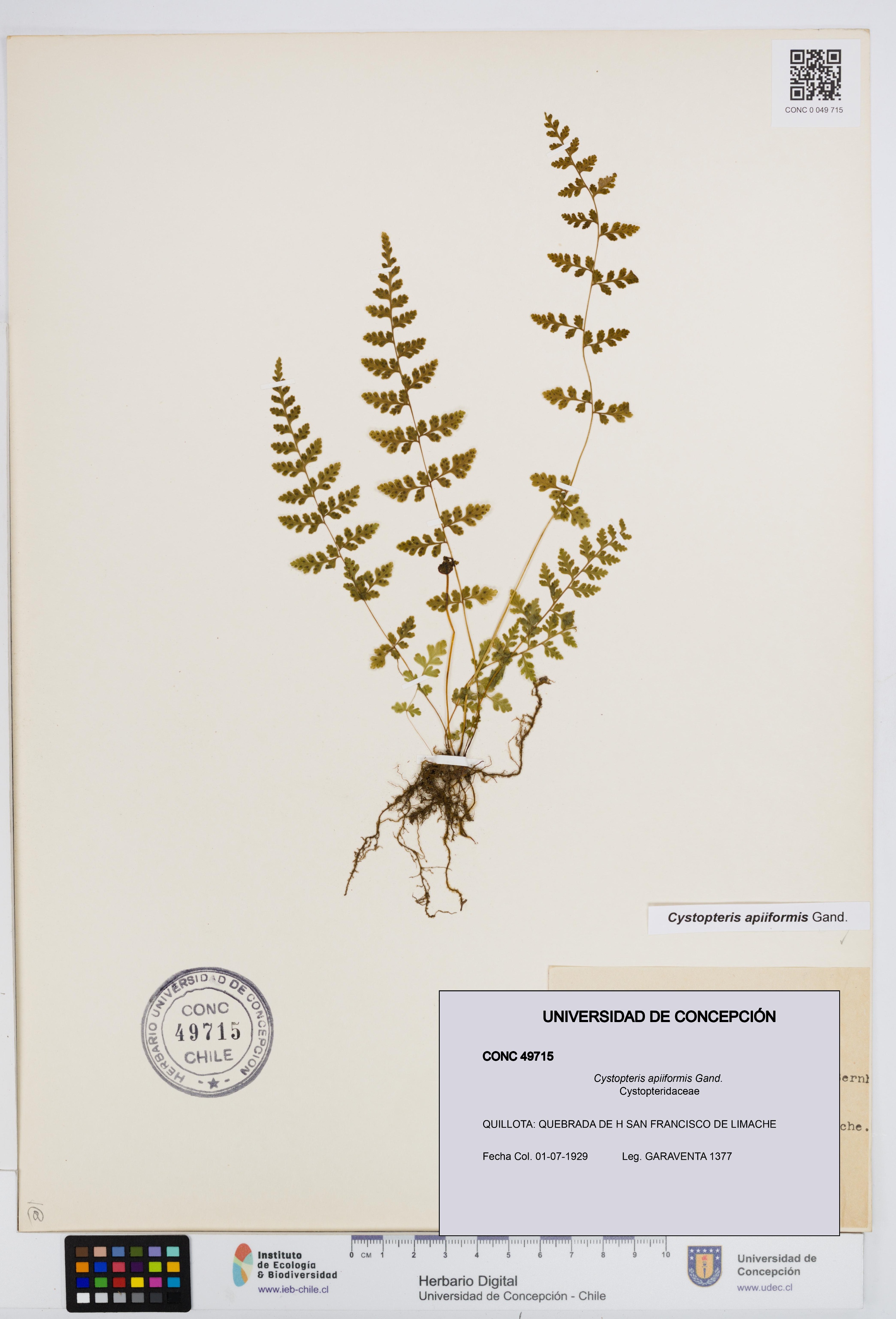 Cystopteris apiiformis [Espécimen: UDEC:CONC:0049715]