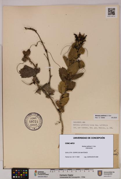 Mutisia latifolia [Espécimen: UDEC:CONC:0049721]