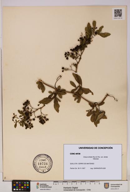 Cissus striata var. striata [Espécimen: UDEC:CONC:0049726]