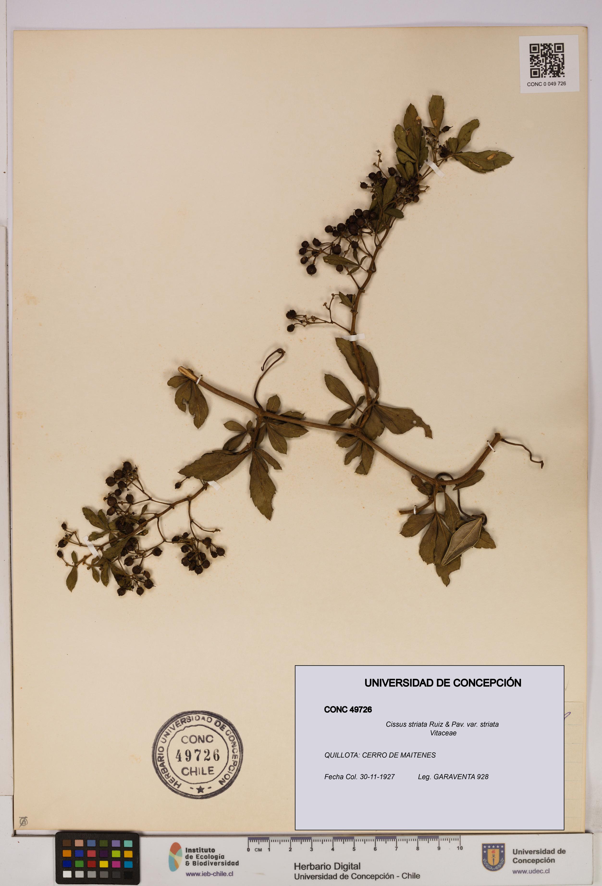 Cissus striata var. striata [Espécimen: UDEC:CONC:0049726]