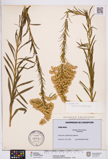Solidago chilensis [Espécimen: ]