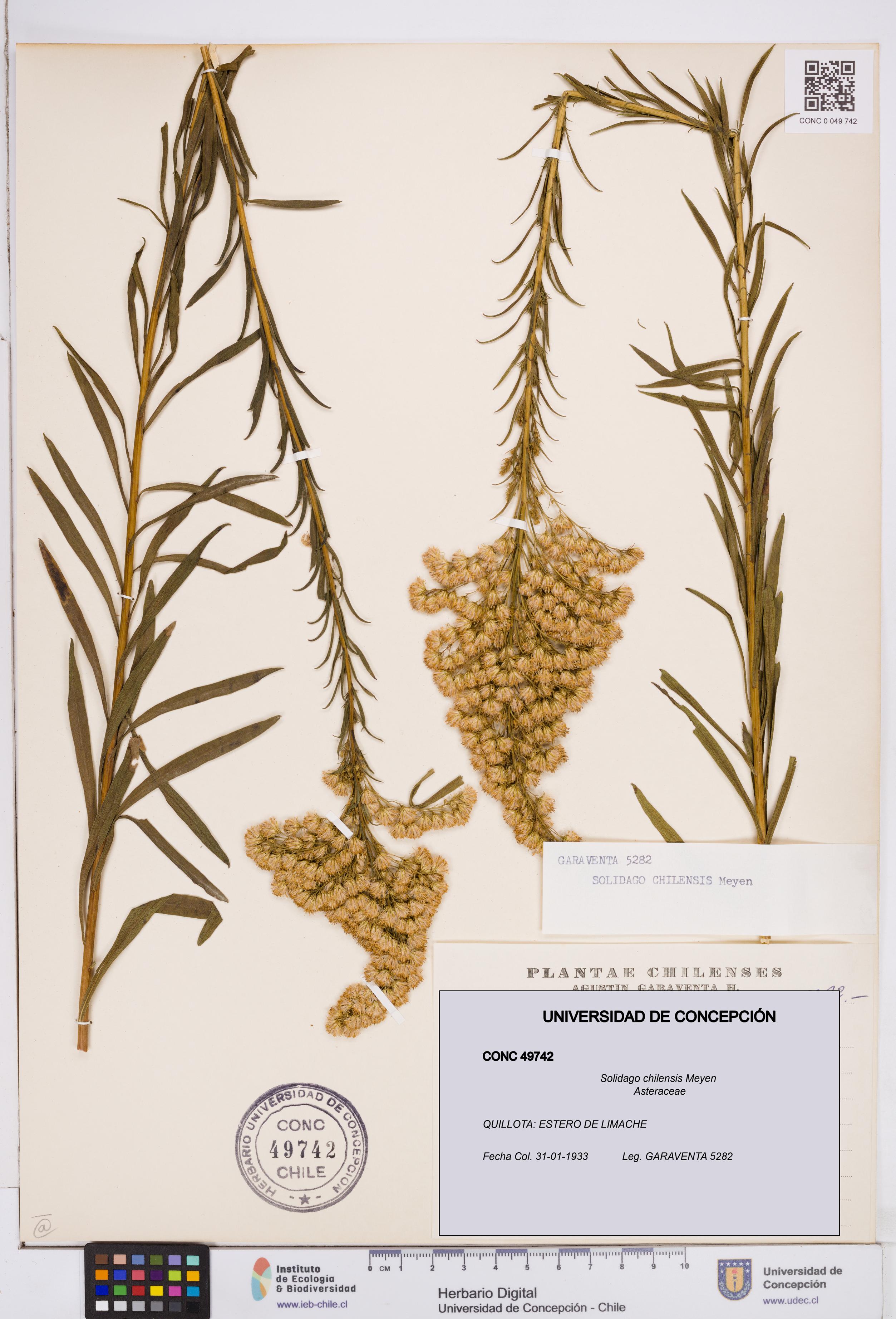 Solidago chilensis [Espécimen: ]