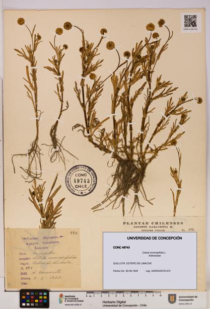 Cotula coronopifolia [Espécimen: UDEC:CONC:0049743]