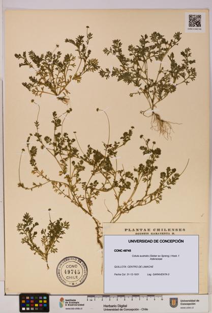 Cotula australis [Espécimen: UDEC:CONC:0049745]