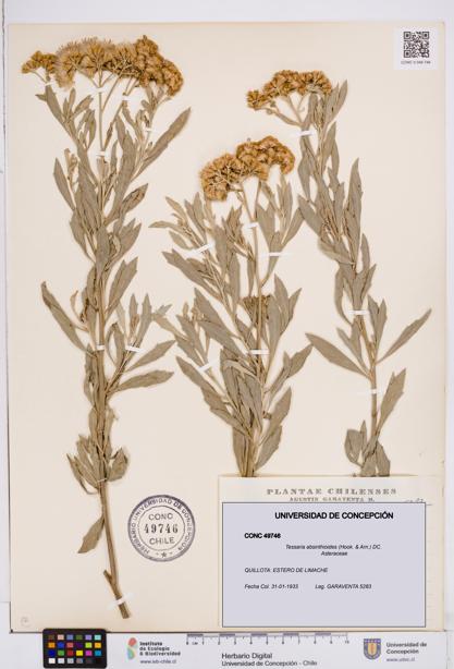 Tessaria absinthioides [Espécimen: ]