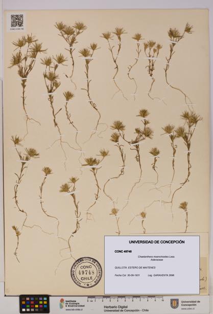 Chaetanthera moenchioides [Espécimen: UDEC:CONC:0049748]