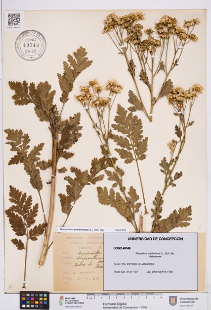 Tanacetum parthenium [Espécimen: ]
