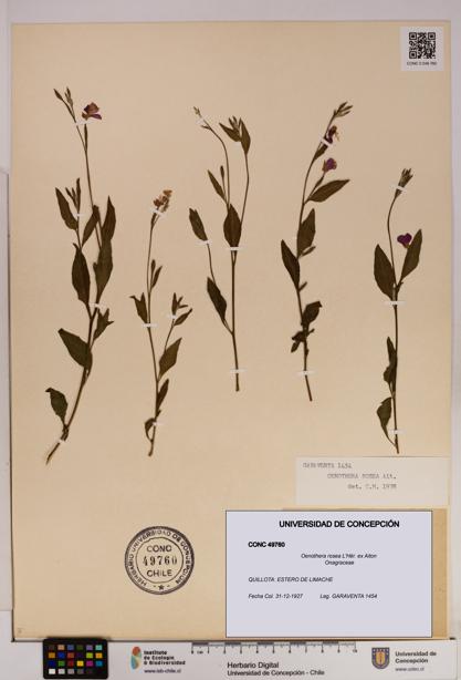 Oenothera rosea [Espécimen: UDEC:CONC:0049760]