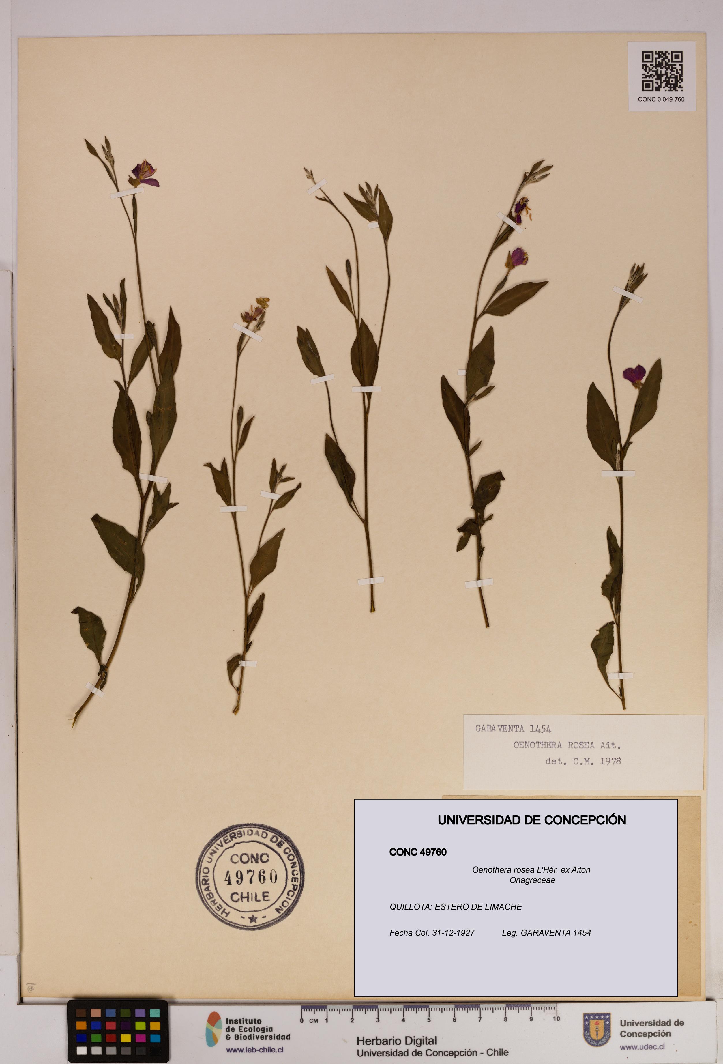 Oenothera rosea [Espécimen: UDEC:CONC:0049760]
