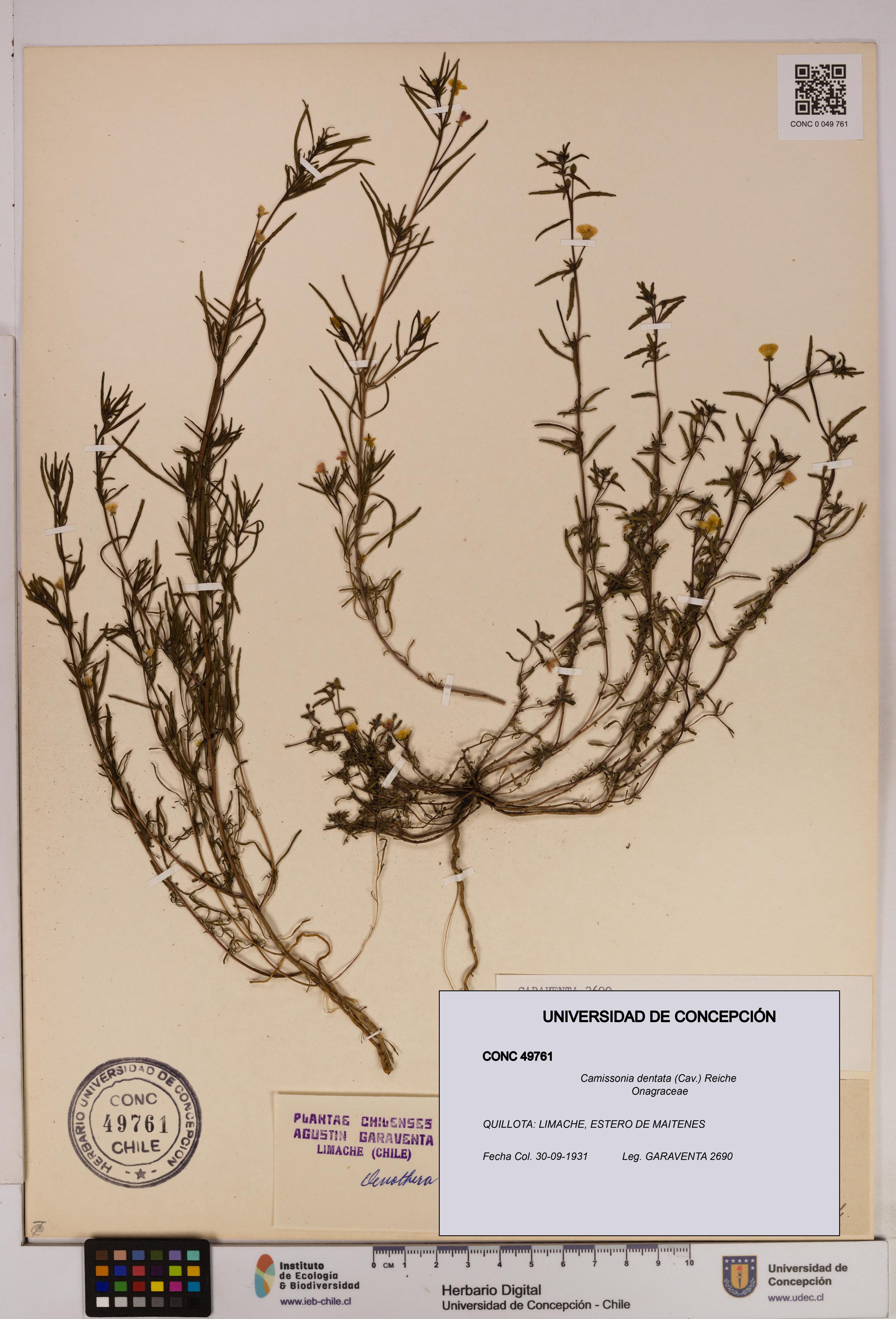 Camissonia dentata [Espécimen: UDEC:CONC:0049761]