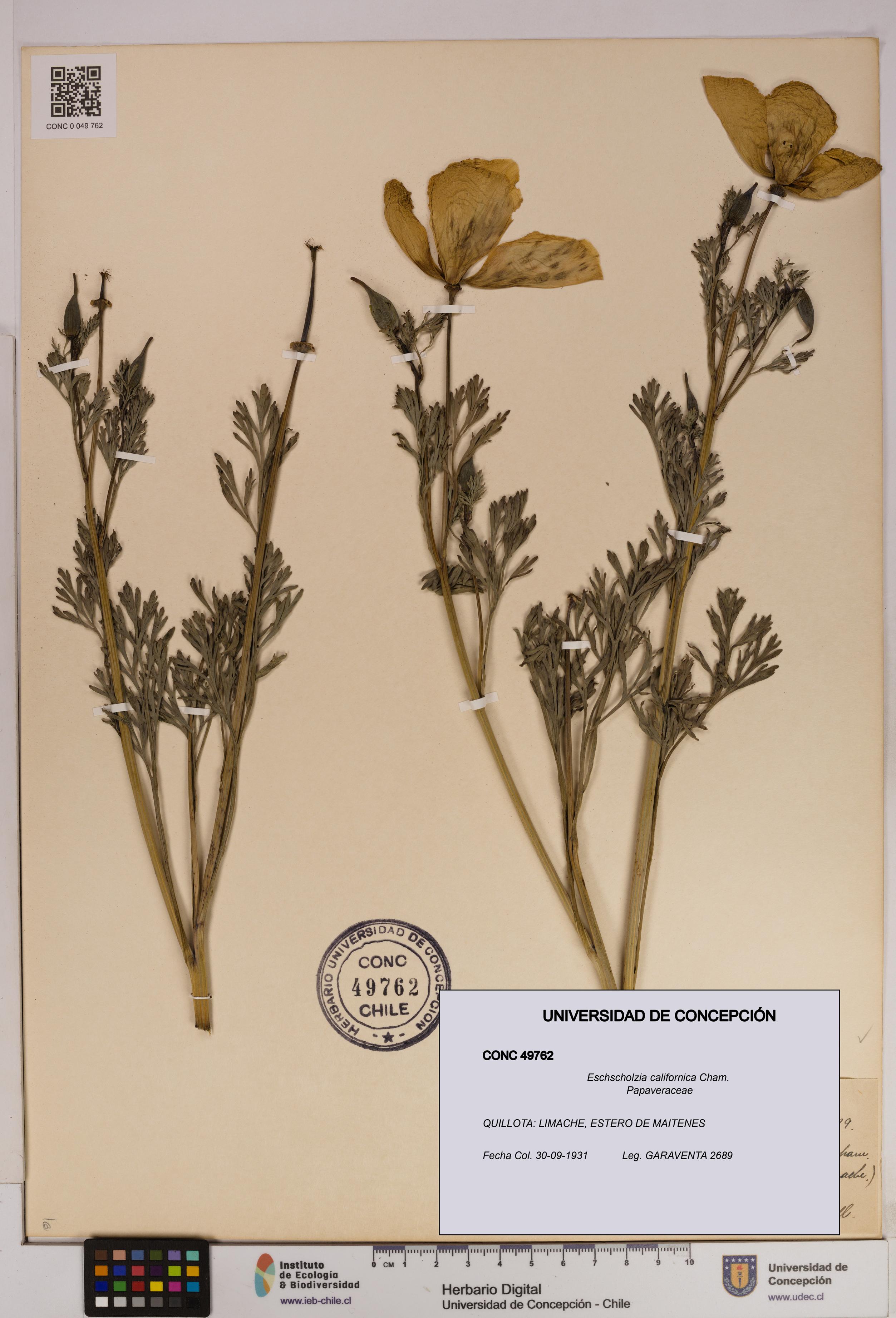Eschscholzia californica [Espécimen: UDEC:CONC:0049762]