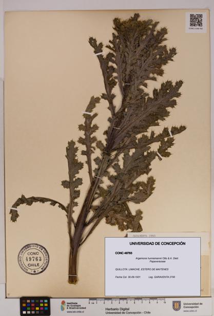 Argemone hunnemannii [Espécimen: UDEC:CONC:0049763]