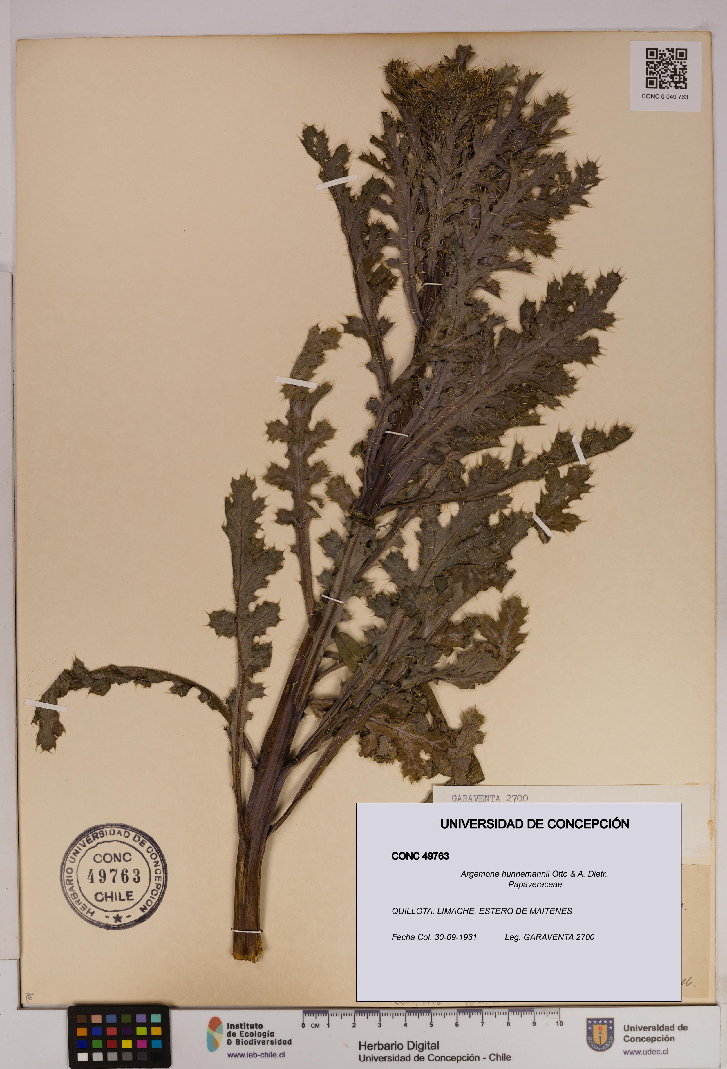 Argemone hunnemannii [Espécimen: UDEC:CONC:0049763]