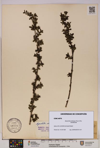 Myoschilos oblongus [Espécimen: UDEC:CONC:0049770]