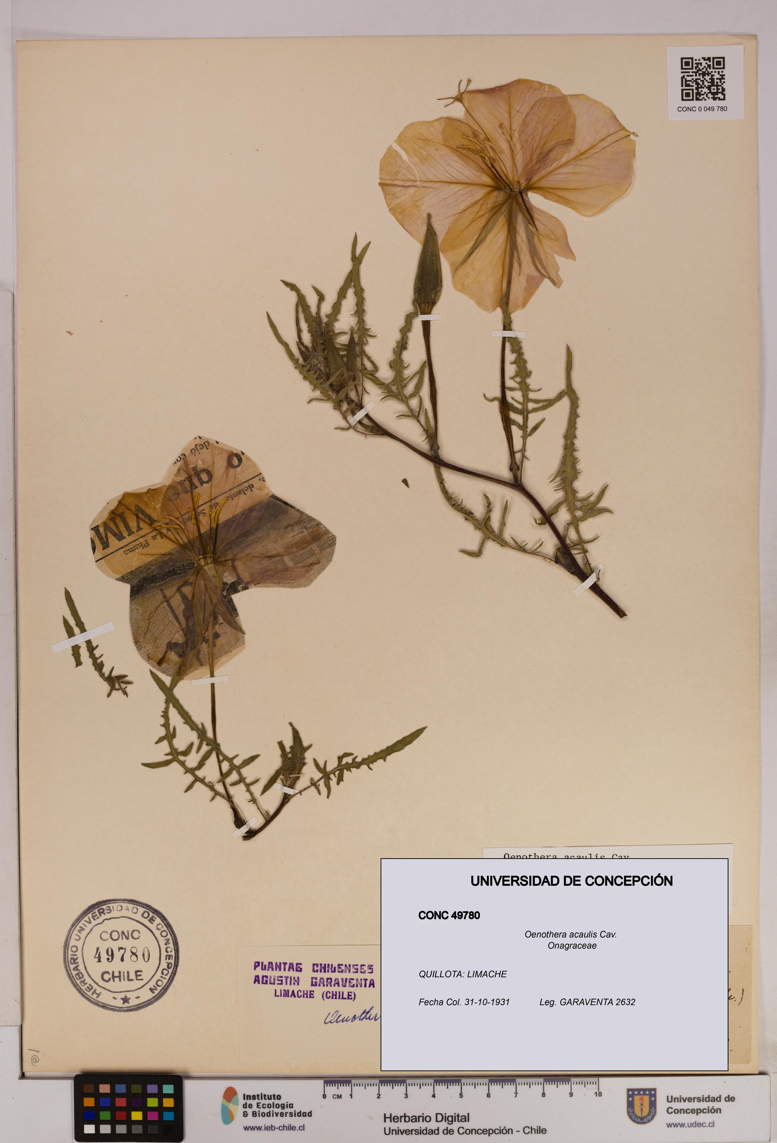Oenothera acaulis [Espécimen: UDEC:CONC:0049780]