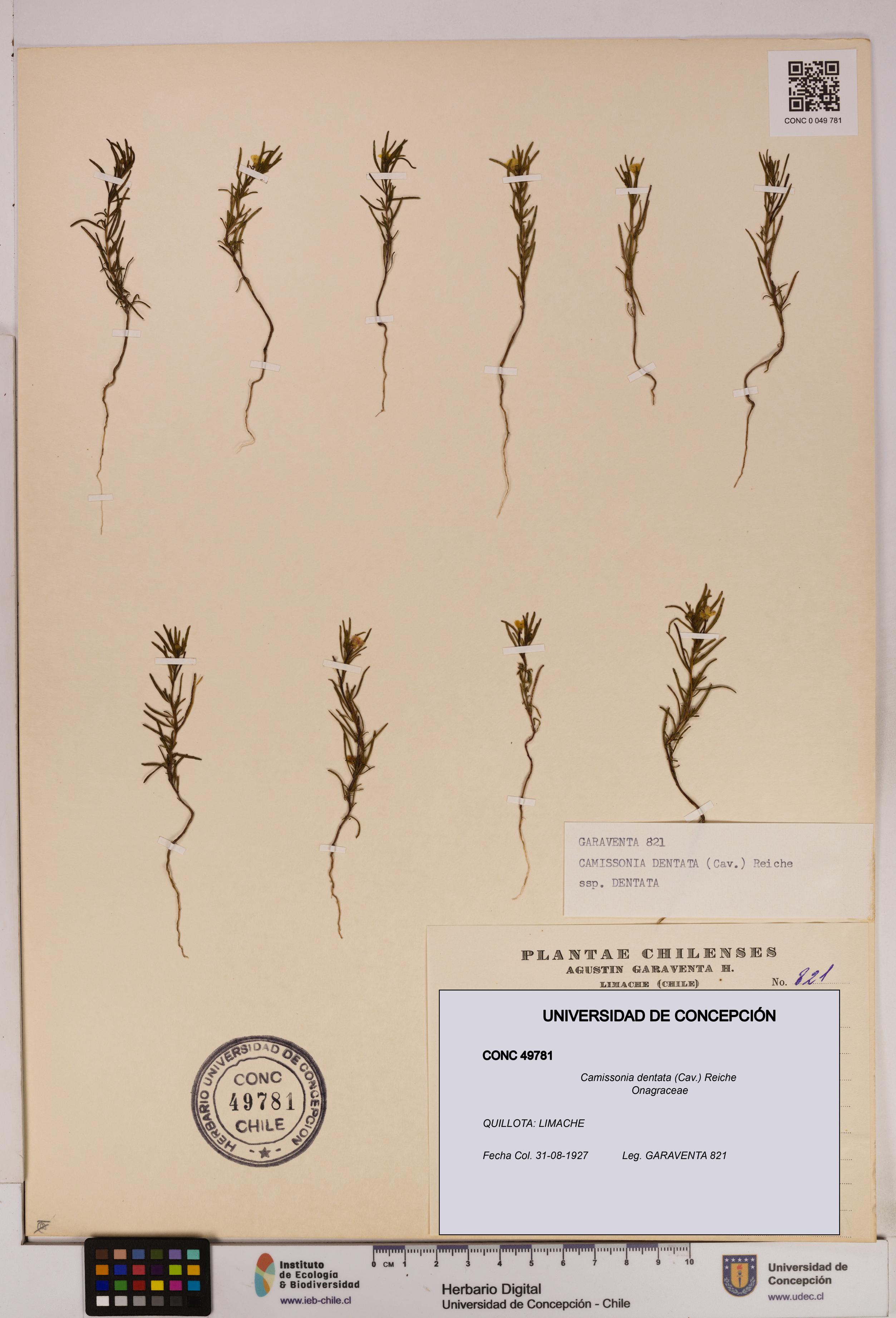 Camissonia dentata [Espécimen: UDEC:CONC:0049781]