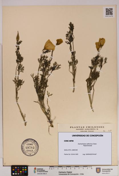 Eschscholzia californica [Espécimen: UDEC:CONC:0049783]