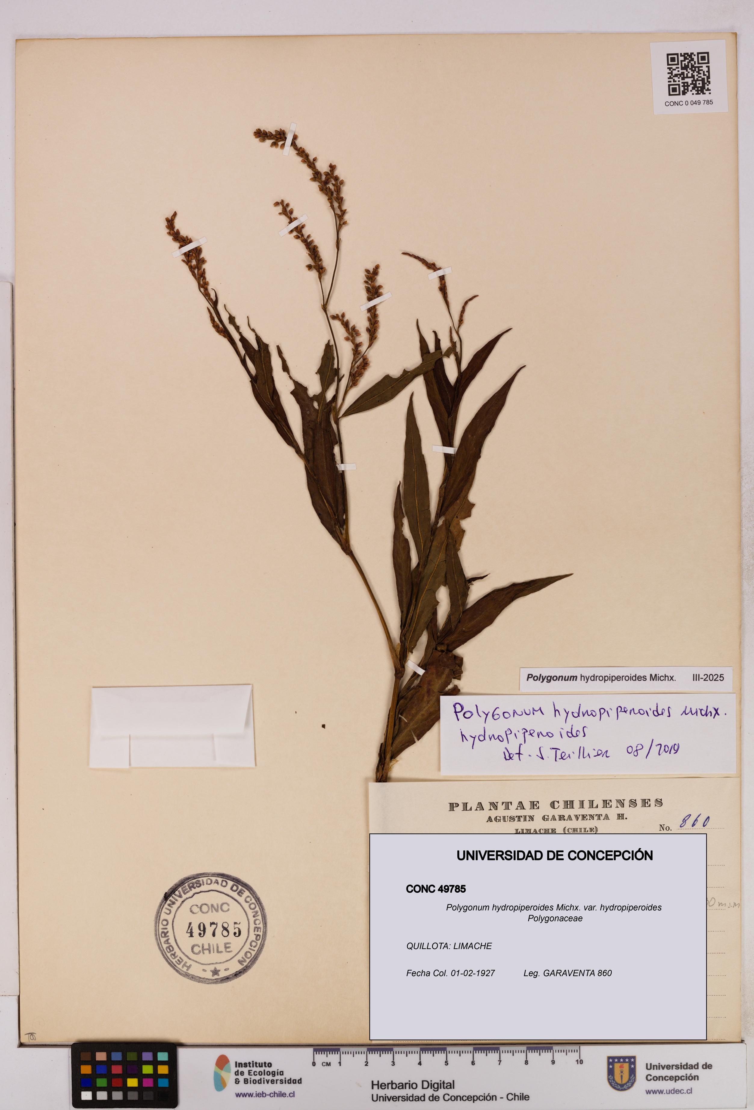Polygonum hydropiperoides var. hydropiperoides [Espécimen: UDEC:CONC:0049785]