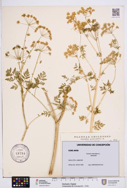 Conium maculatum [Espécimen: ]