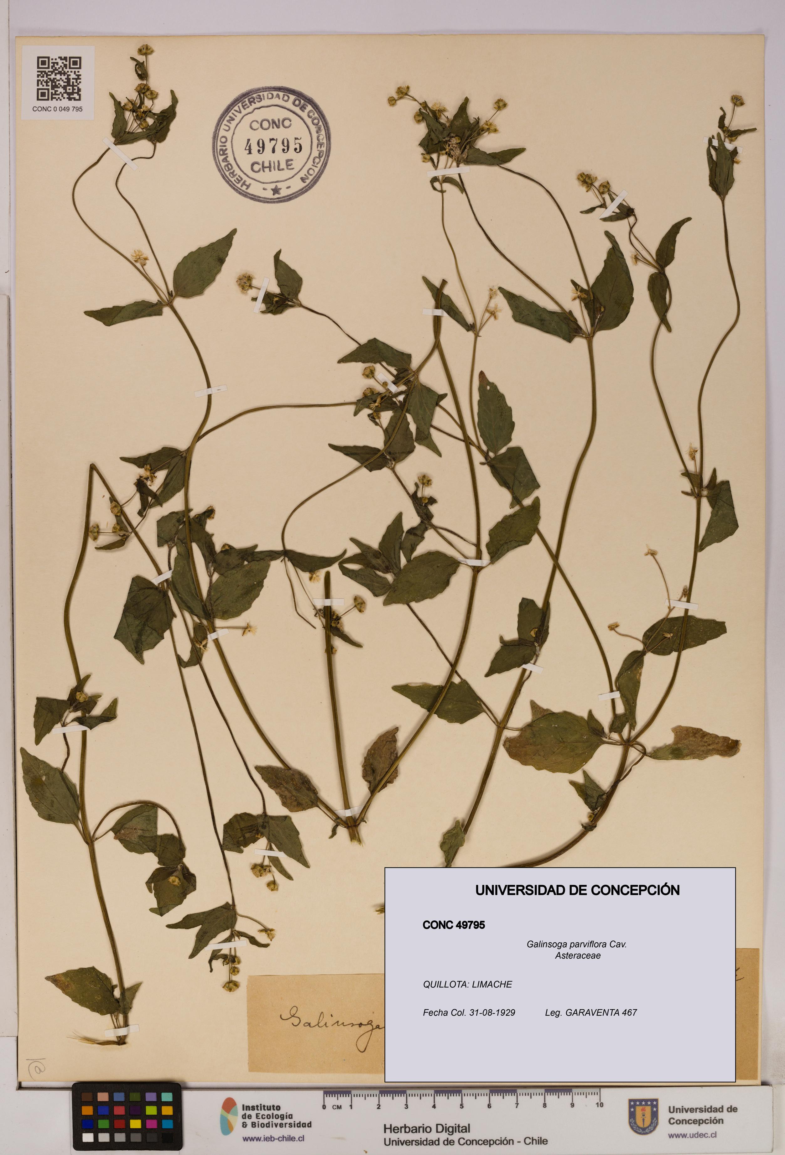 Galinsoga parviflora [Espécimen: UDEC:CONC:0049795]
