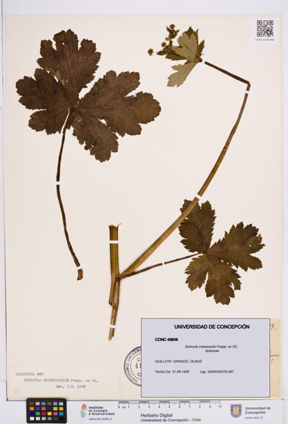 Sanicula crassicaulis [Espécimen: ]