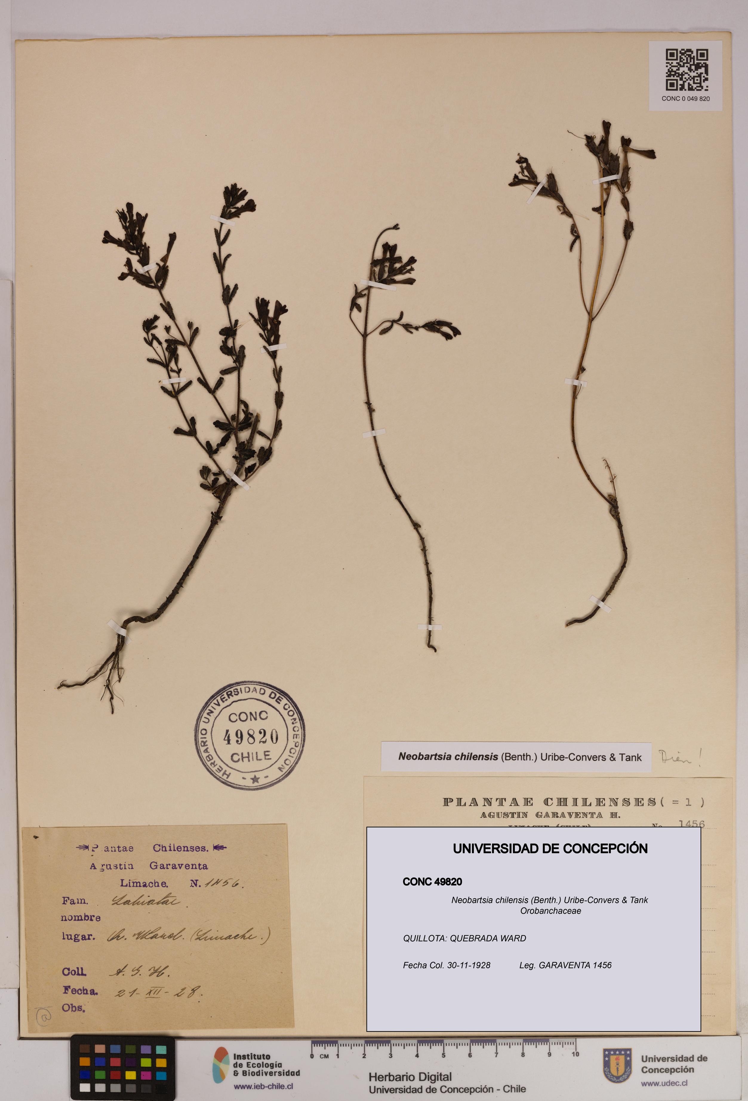 Neobartsia chilensis [Espécimen: UDEC:CONC:0049820]