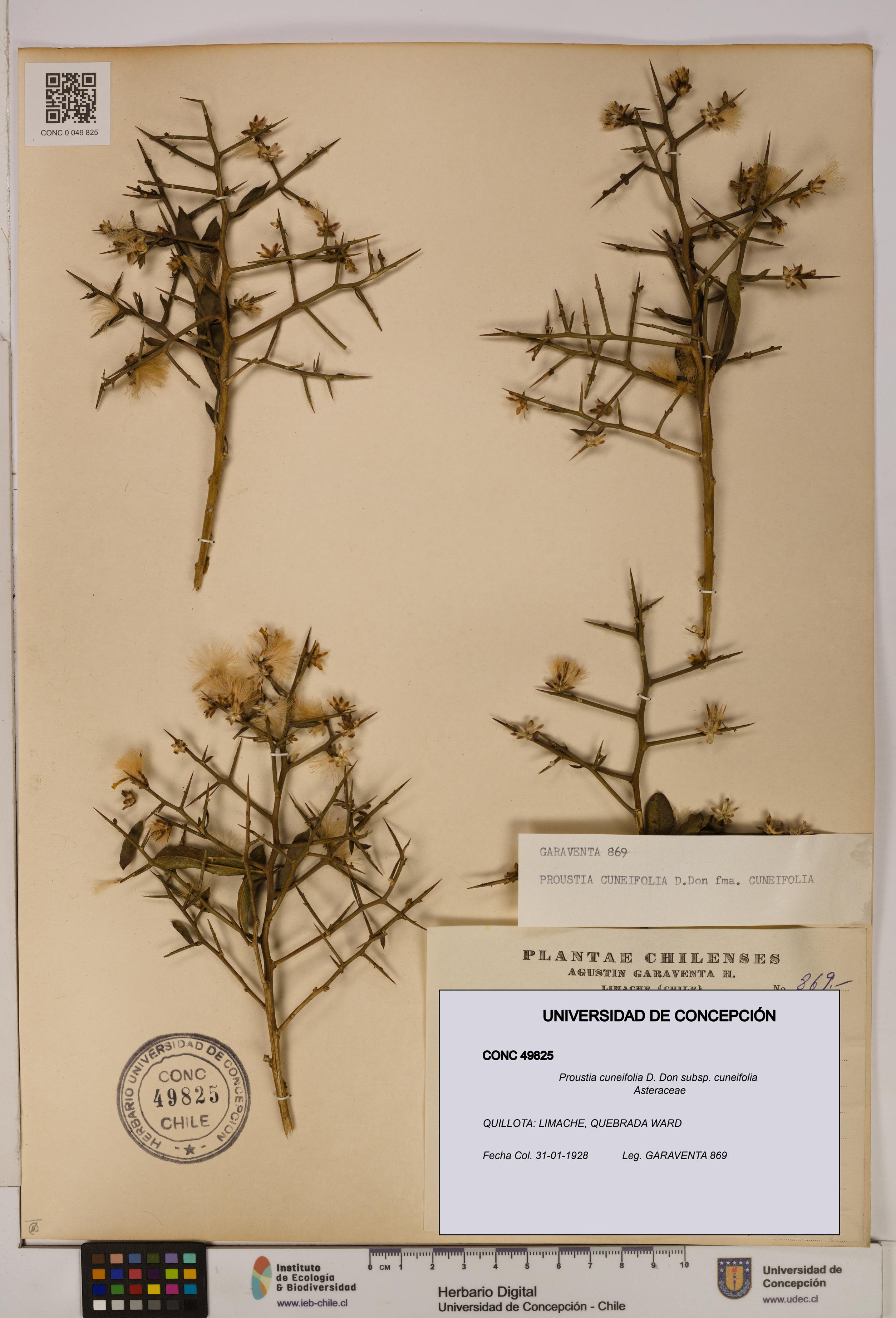 Proustia cuneifolia subsp. cuneifolia [Espécimen: UDEC:CONC:0049825]