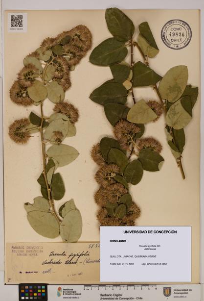 Proustia pyrifolia [Espécimen: UDEC:CONC:0049826]