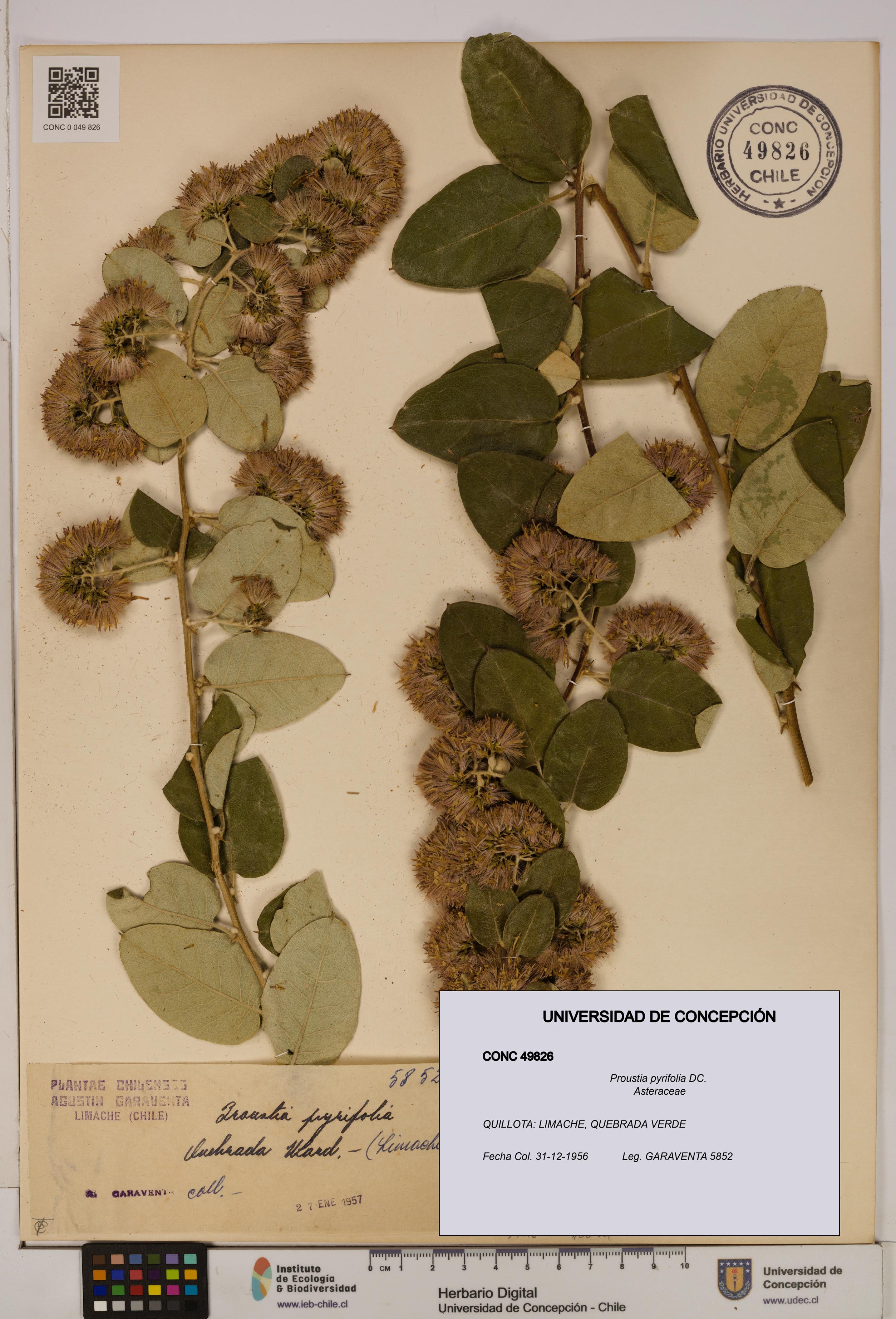 Proustia pyrifolia [Espécimen: UDEC:CONC:0049826]