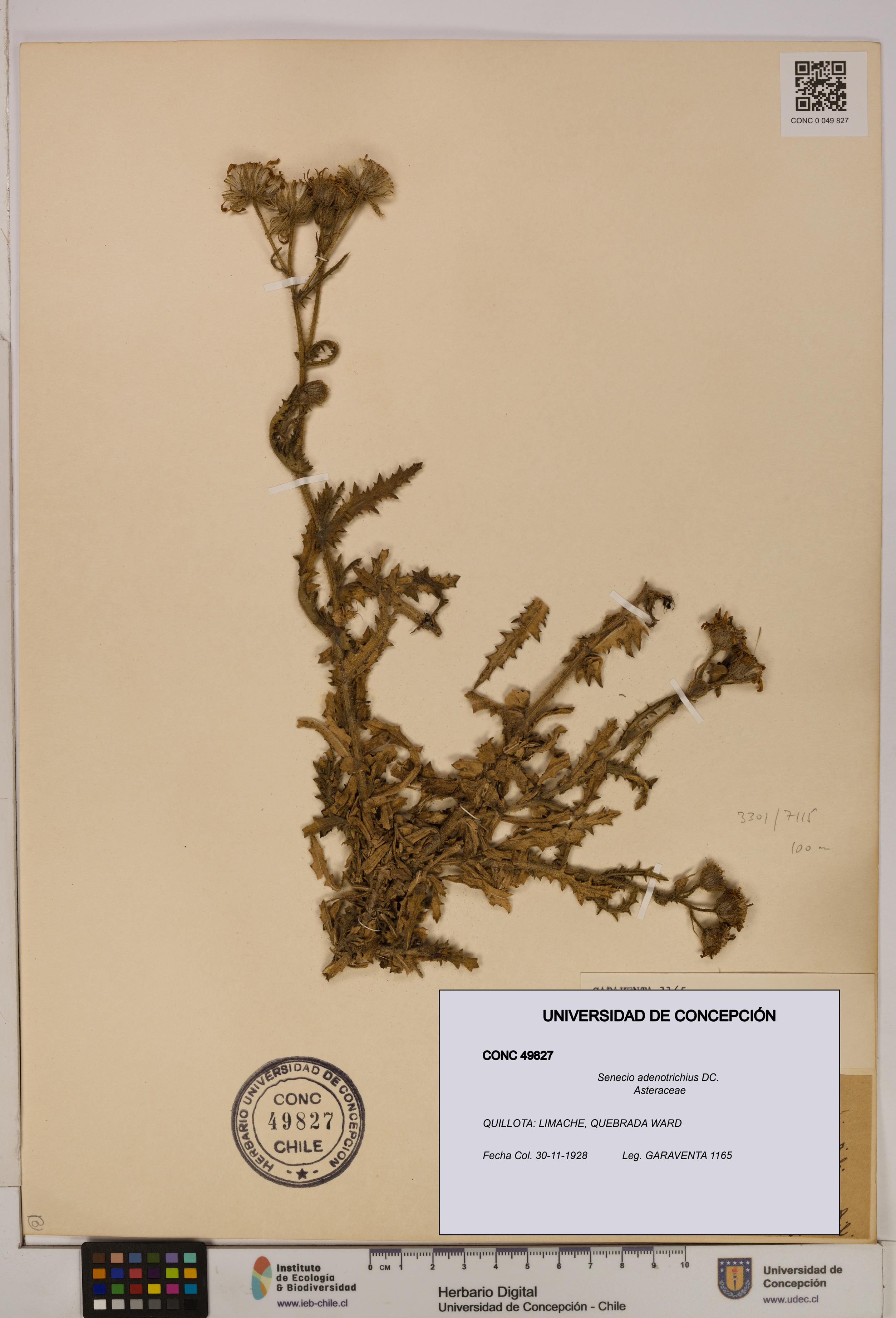 Senecio adenotrichius [Espécimen: UDEC:CONC:0049827]