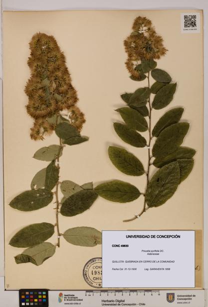Proustia pyrifolia [Espécimen: UDEC:CONC:0049830]
