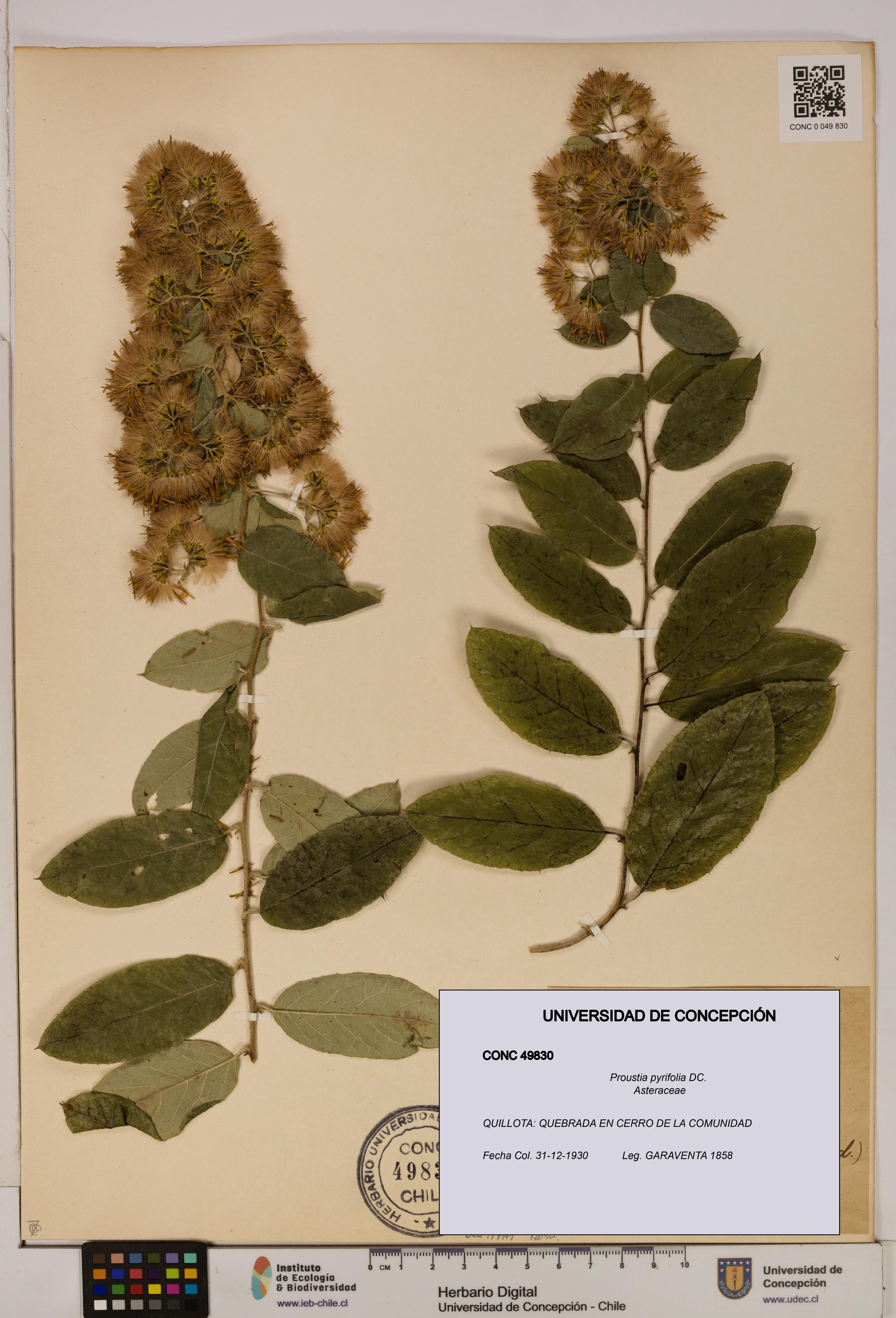 Proustia pyrifolia [Espécimen: UDEC:CONC:0049830]