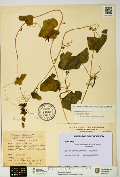 Sicyos baderoa var. baderoa [Espécimen: UDEC:CONC:0049832]