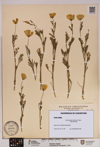 Eschscholzia californica [Espécimen: UDEC:CONC:0049838]
