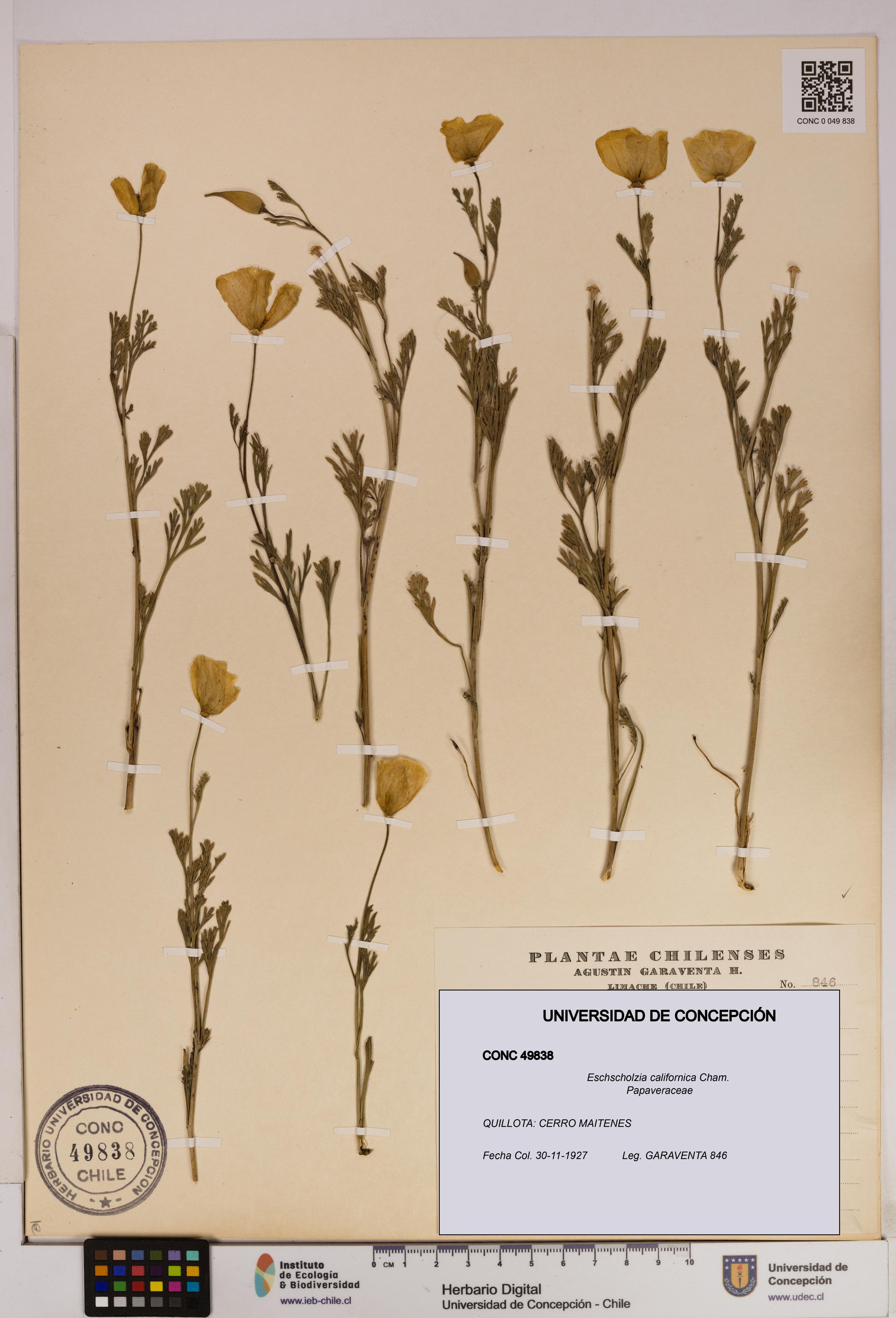 Eschscholzia californica [Espécimen: UDEC:CONC:0049838]