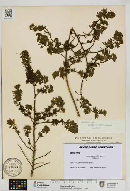 Adesmia pirionii [Espécimen: UDEC:CONC:0049853]