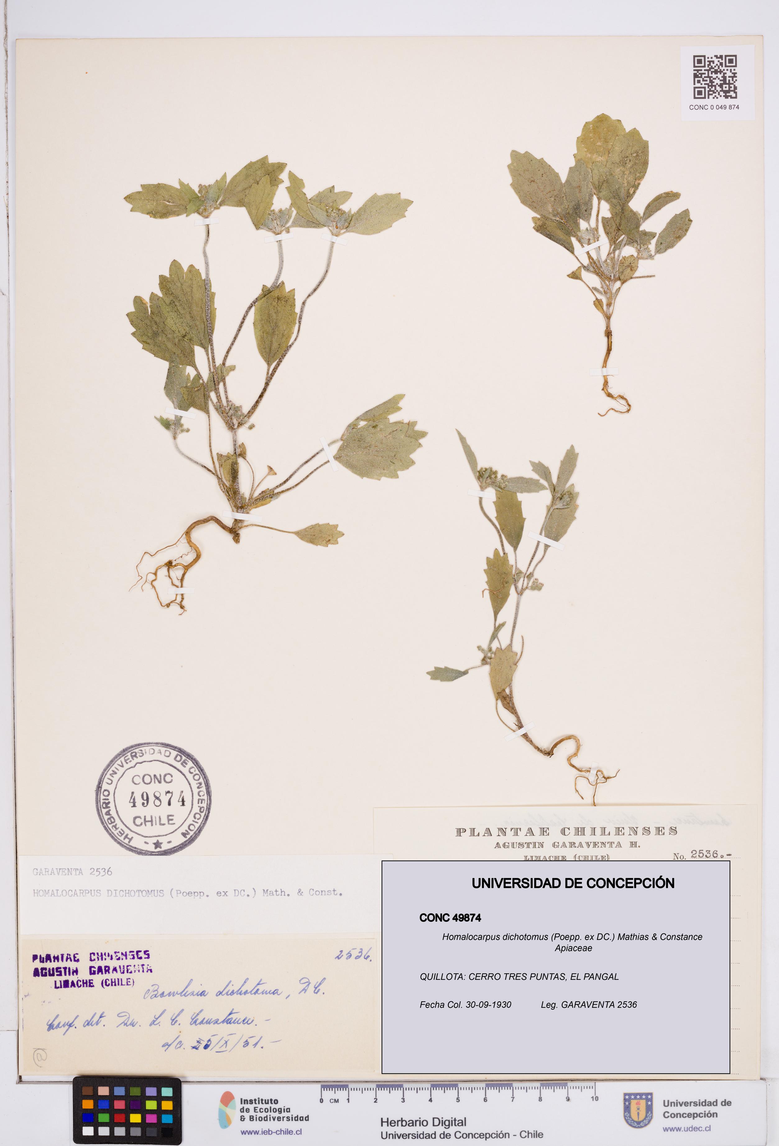 Homalocarpus dichotomus [Espécimen: ]