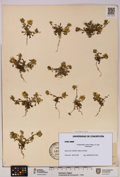 Chaetanthera incana [Espécimen: UDEC:CONC:0049880]