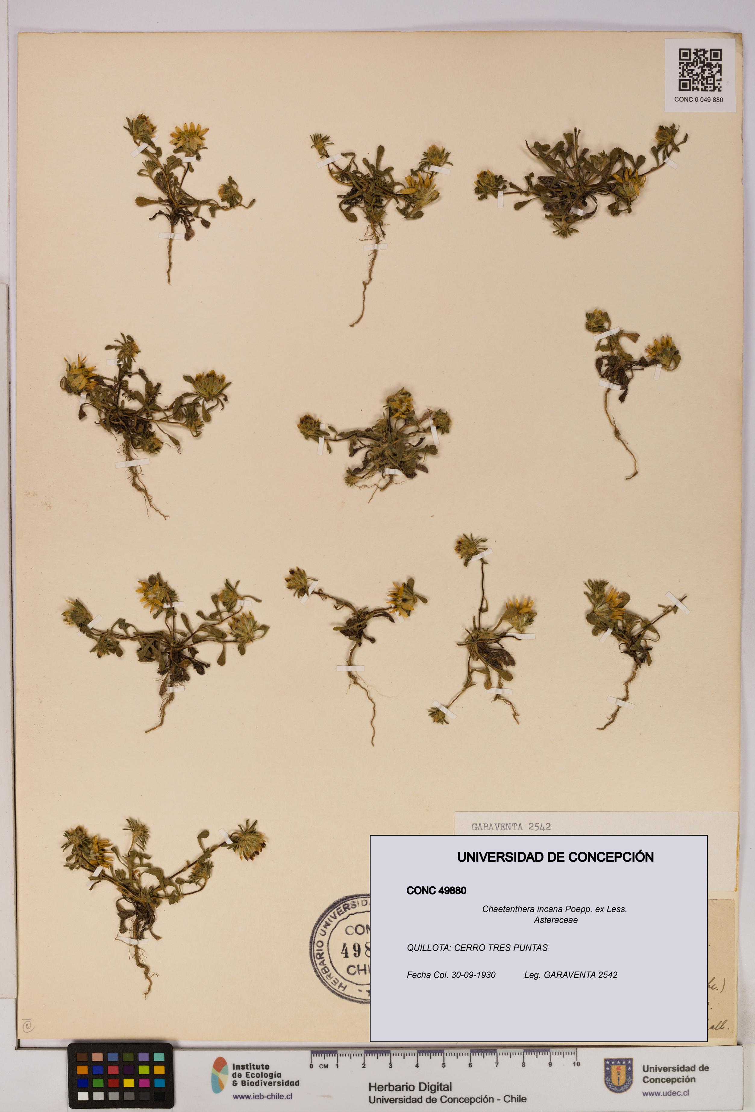 Chaetanthera incana [Espécimen: UDEC:CONC:0049880]