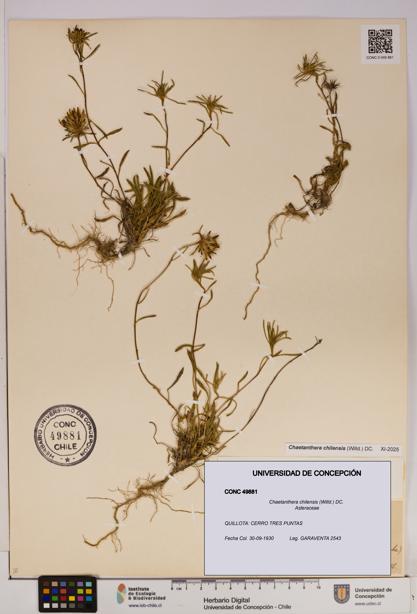 Chaetanthera chilensis [Espécimen: UDEC:CONC:0049881]