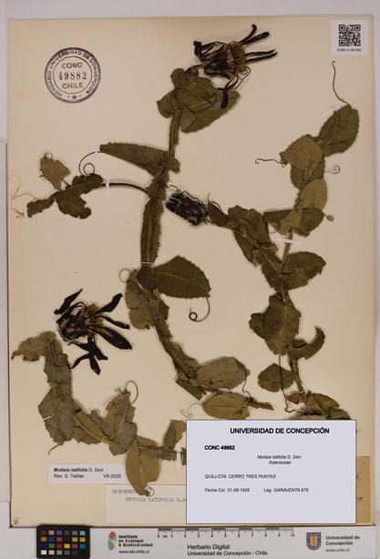 Mutisia latifolia [Espécimen: UDEC:CONC:0049882]