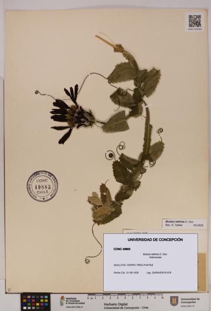 Mutisia latifolia [Espécimen: UDEC:CONC:0049883]