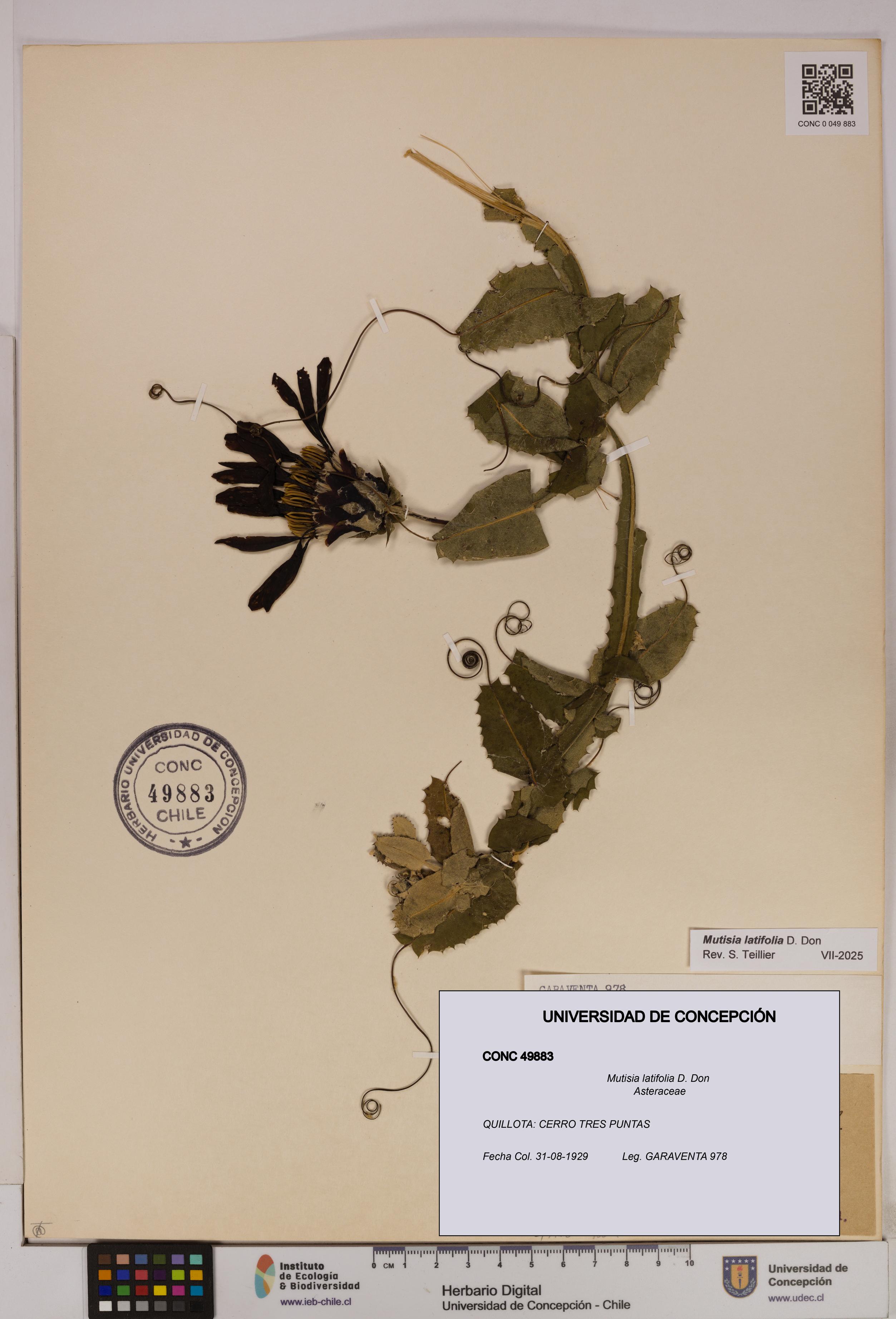 Mutisia latifolia [Espécimen: UDEC:CONC:0049883]